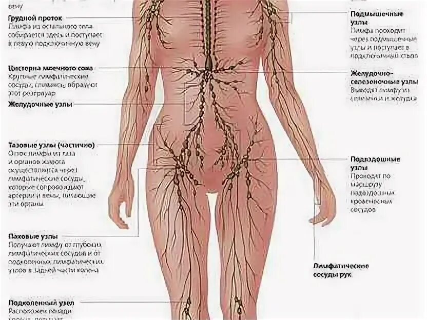 Расположение лимфоузлов в паху у женщин схема Лимфоузлы в паху у мужчин фото - ViktoriaFoto.ru