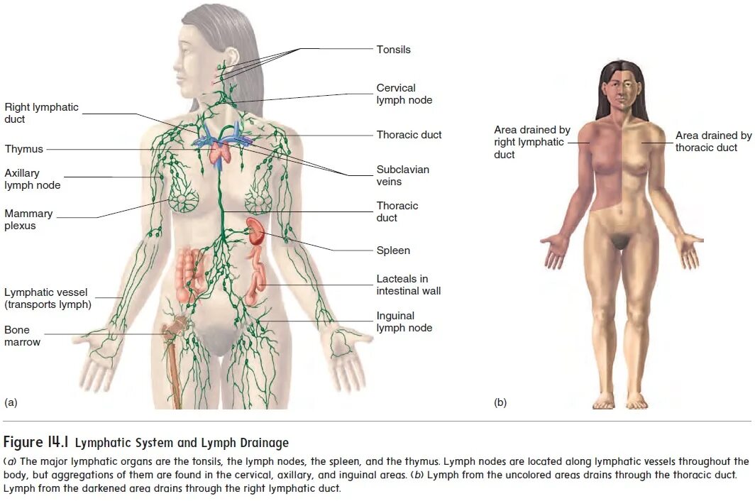 Расположение лимфоузлов в паху у женщин схема Anatomy of the Lymphatic System