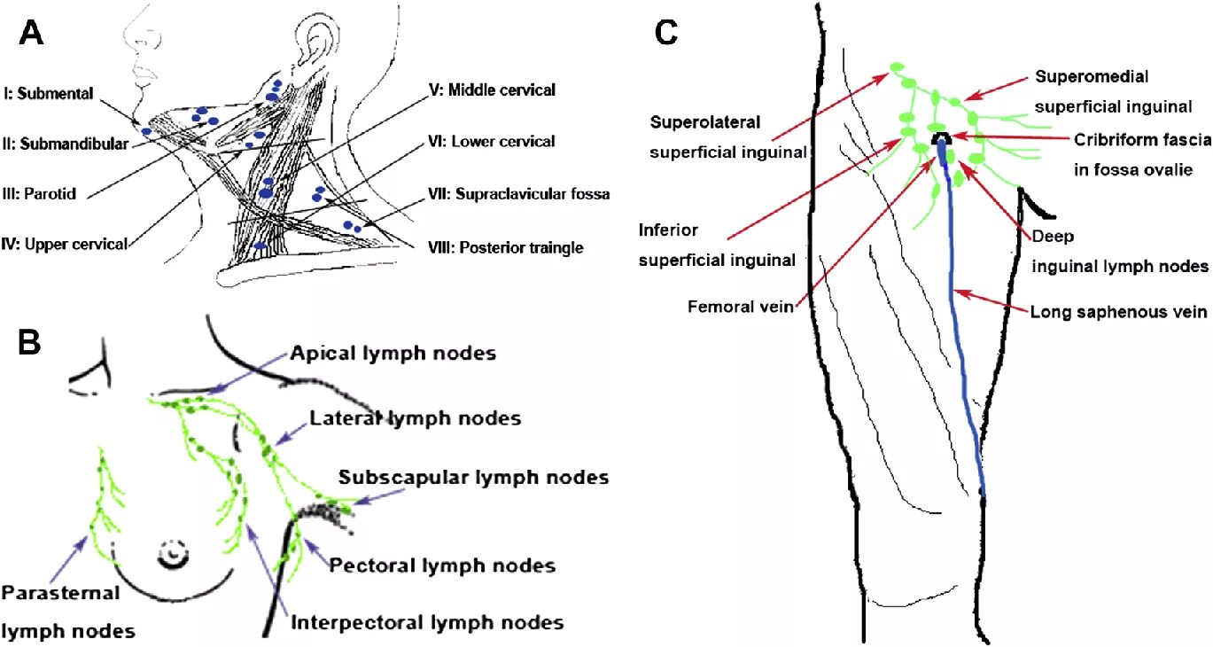 Расположение лимфоузлов в паху у женщин схема Лимфоузел в паху у женщин где находится: найдено 90 изображений