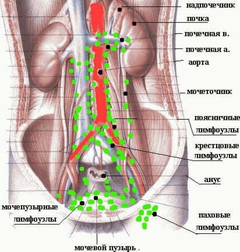 Расположение лимфоузлов в паху у женщин схема Лимфоузлы забрюшинного пространства схема