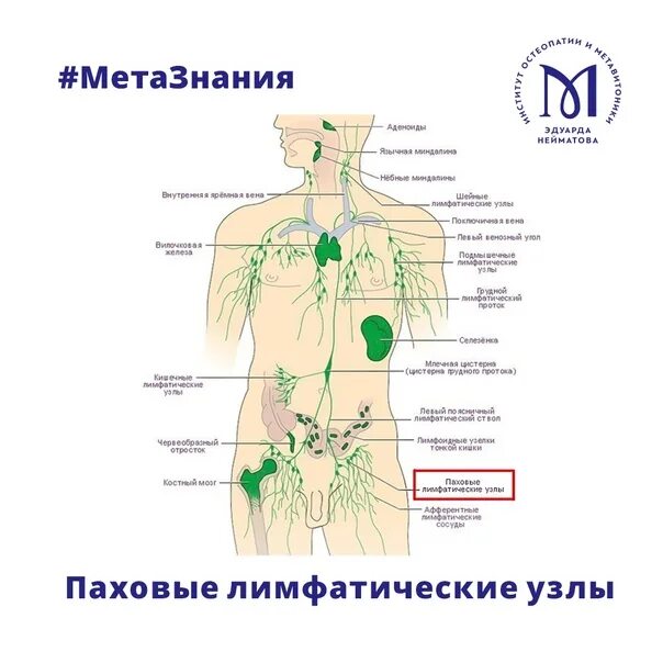 Расположение лимфоузлов в паху у женщин схема Лимфоузлы у мужчины в паху схема - Фото подборки 3