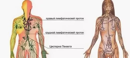 Расположение лимфоузлов в паху у женщин схема Картинки ЛИМФАТИЧЕСКИЕ УЗЛЫ У ЖЕНЩИН