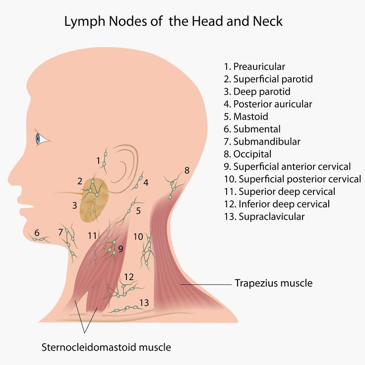 Расположение лимфоузлов возле уха фото Quest for Health: Bumps, ridges, and soft spots on baby's head Human anatomy pic