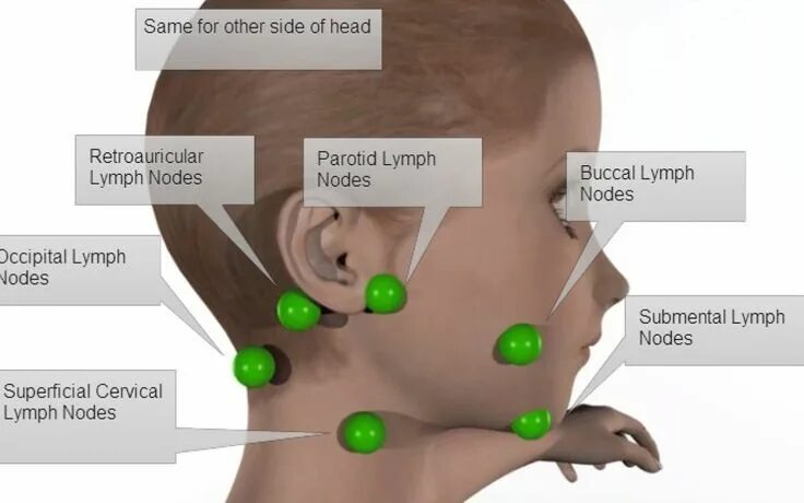 Расположение лимфоузлов возле уха фото Lymph Nodes In Back Of Neck Lymph Node In Neck Head Locations in Human Neck Glan