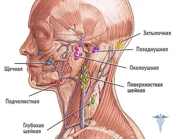 Расположение лимфоузлов возле уха фото РАСПОЛОЖЕНИЕ ЛИМФОУЗЛОВ НА ЛИЦЕ И ШЕЕ ФОТО - Воспаление лимфоузлов - симптомы, п