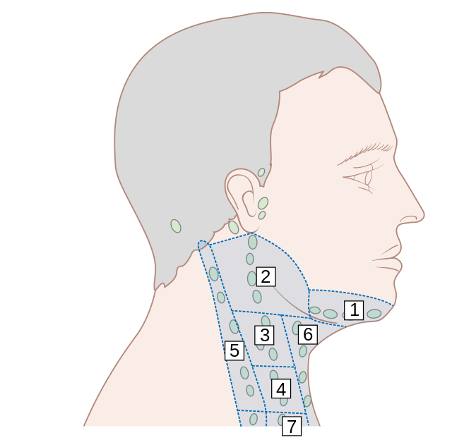 Расположение лимфоузлов возле уха фото File:Diagram showing where the lymph nodes are in the neck CRUK 384.svg - Wikipe