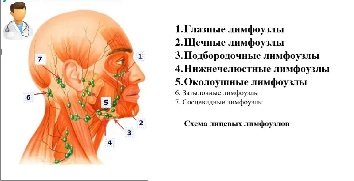 Расположение лимфоузлов возле уха фото Лимфодренажный массаж лица в домашних условиях: техника выполнения