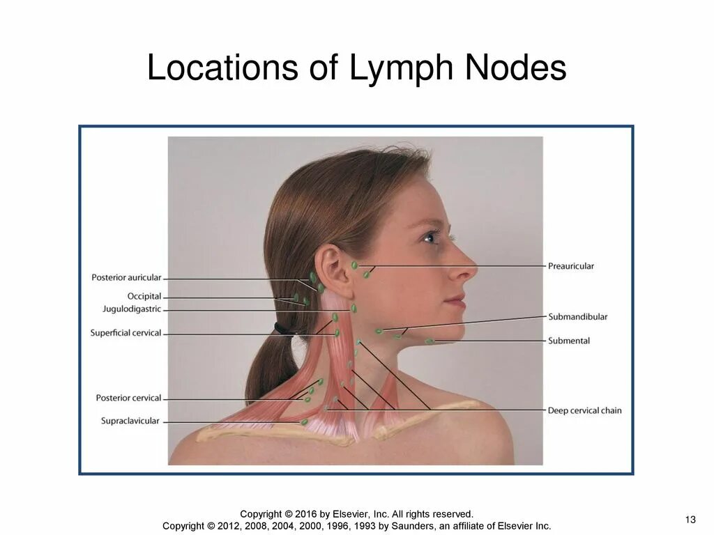 Расположение лимфоузлов возле уха фото Head, Face, and Neck, including Regional Lymphatics - ppt download