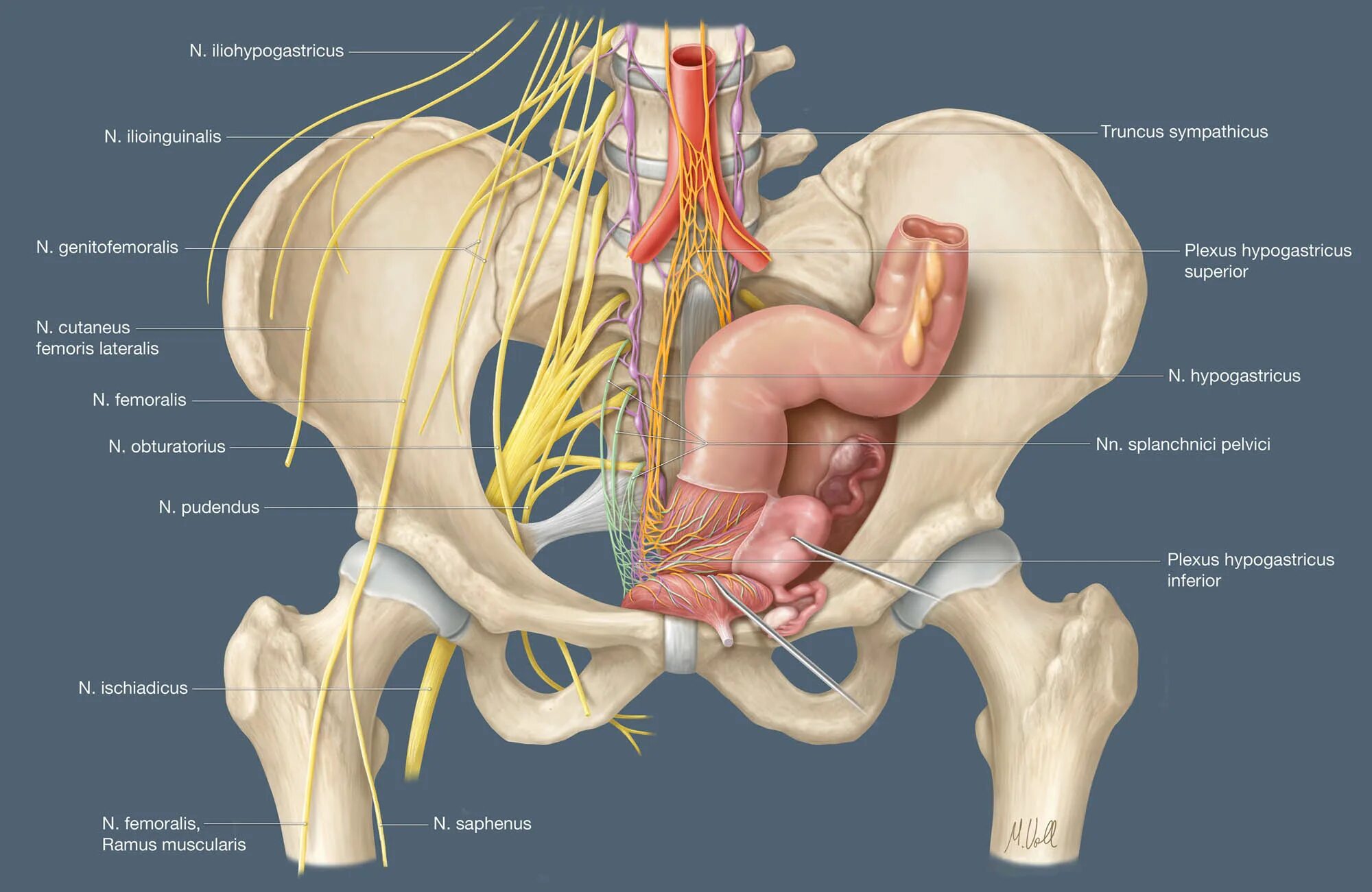 Расположение малого таза у женщин фото Review: Pelvic nerves - from anatomy and physiology to clinical applications