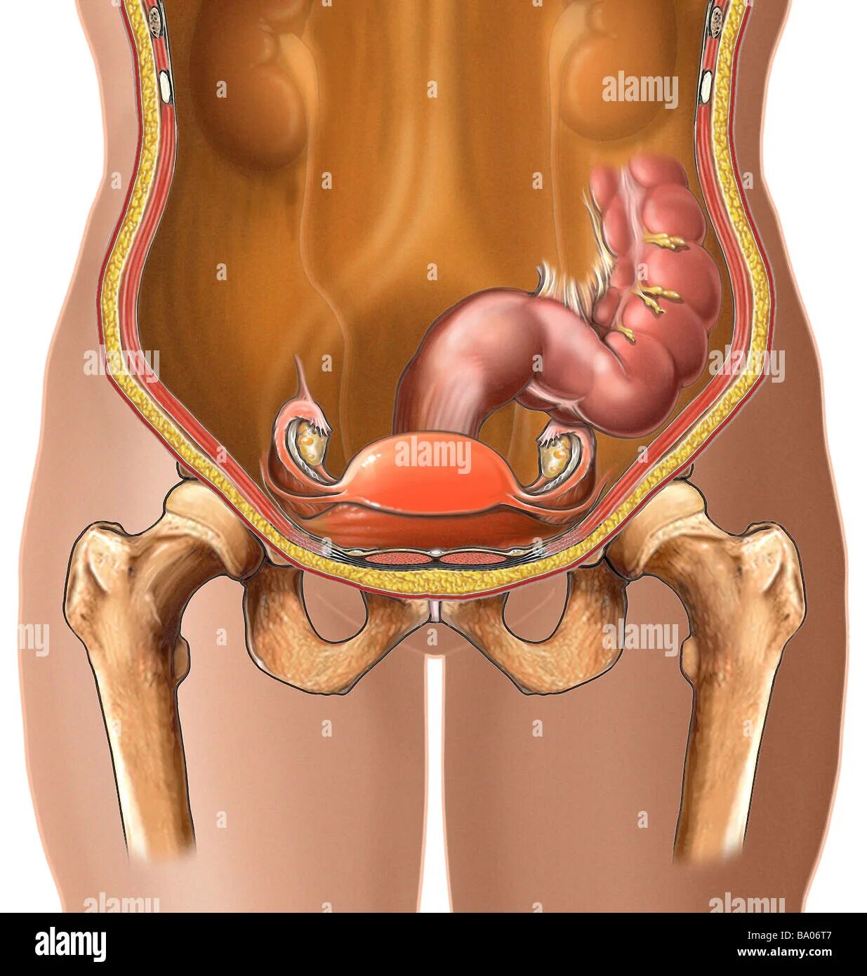 Расположение малого таза у женщин фото Uterus and bowel abdominal cavity hi-res stock photography and images - Alamy