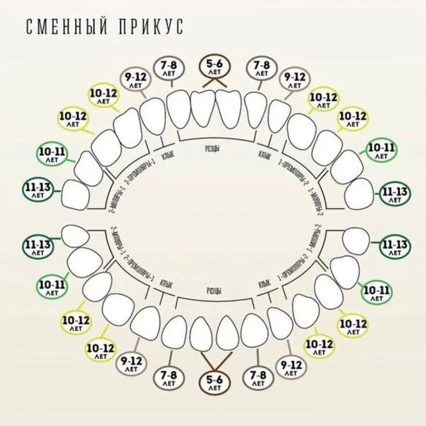 Расположение молочных зубов у детей схема Стоматология супергероев ДОБРО ПОЖАЛОВАТЬ В СТОМАТОЛОГИЮ СУПЕРГЕРОЕВ! ВКонтакте