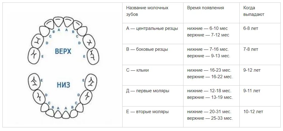 Расположение молочных зубов у детей схема Смена молочных зубов на постоянные у детей: схема, сроки и порядок замены