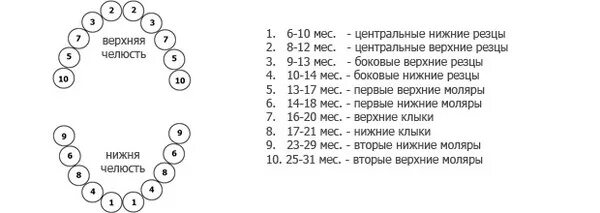 Расположение молочных зубов у детей схема Детская стоматология Центродент