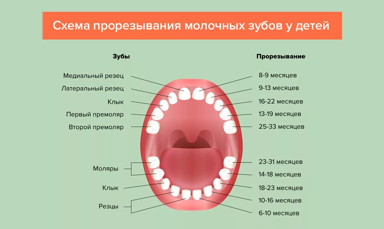 Схема роста зубов у новорожденных