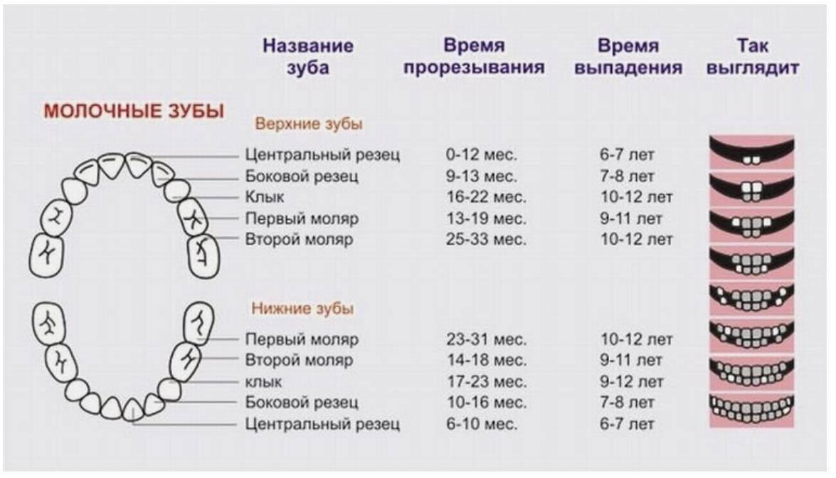 Расположение молочных зубов у детей схема 11 фактов о молочных зубах, которые вы могли не знать: рассказывает стоматолог О