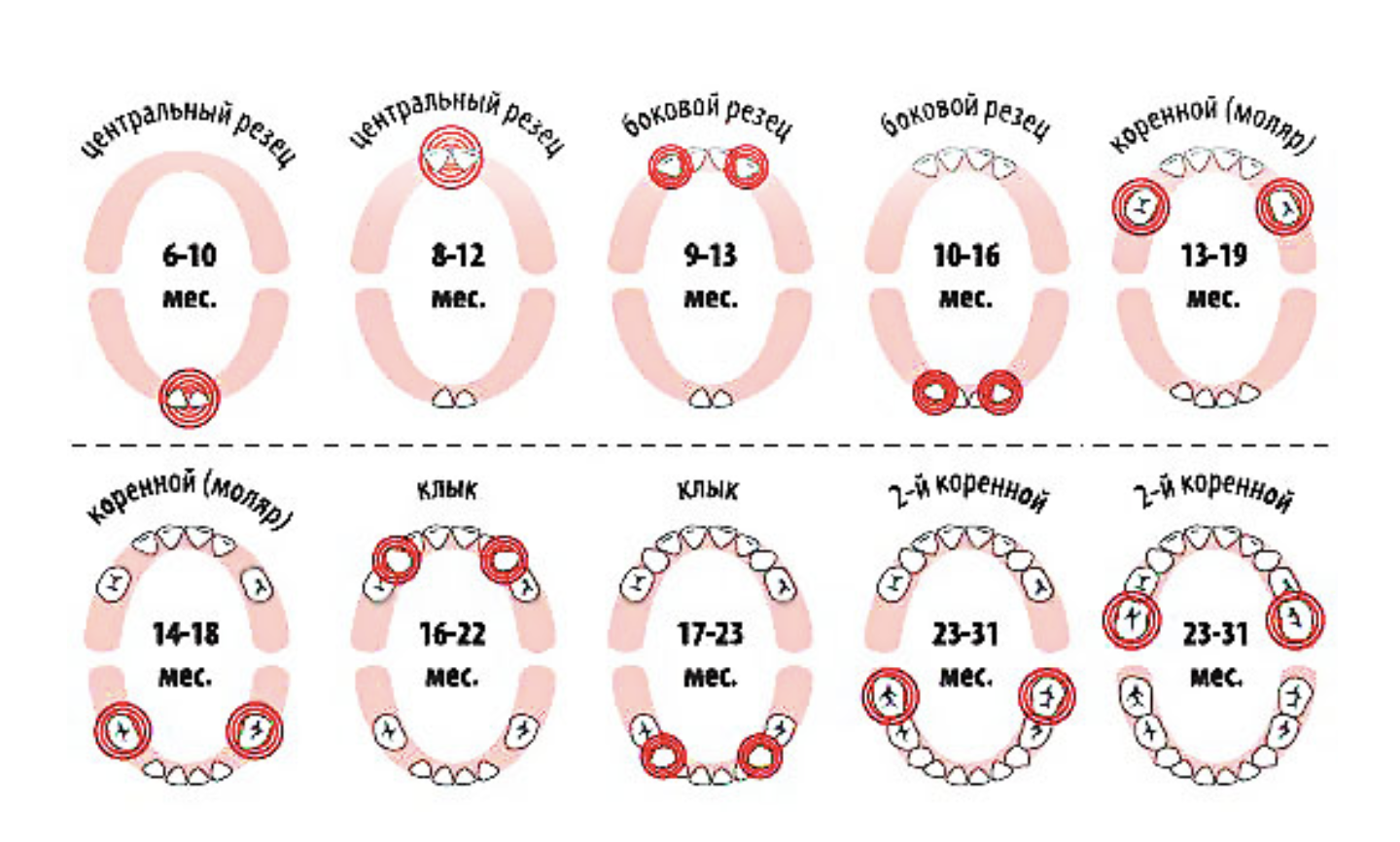 Расположение молочных зубов у детей схема Как режутся молочные зубы у детей - схема и сроки появления первого зуба