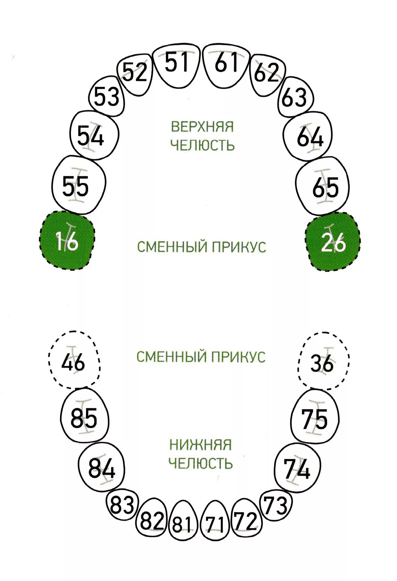 Расположение молочных зубов у детей схема Кламп № P2 для молочных зубов, Dentech - купить по цене 910руб. в ExDent.ru