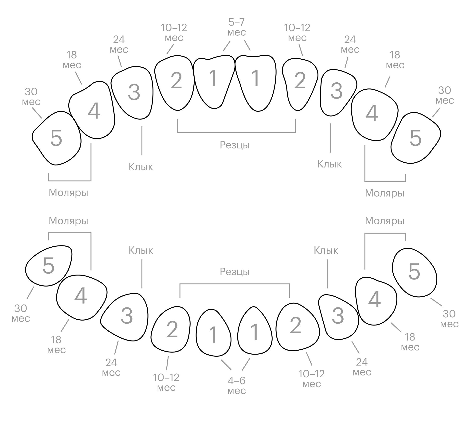 Расположение молочных зубов у детей схема Зуб номер 4