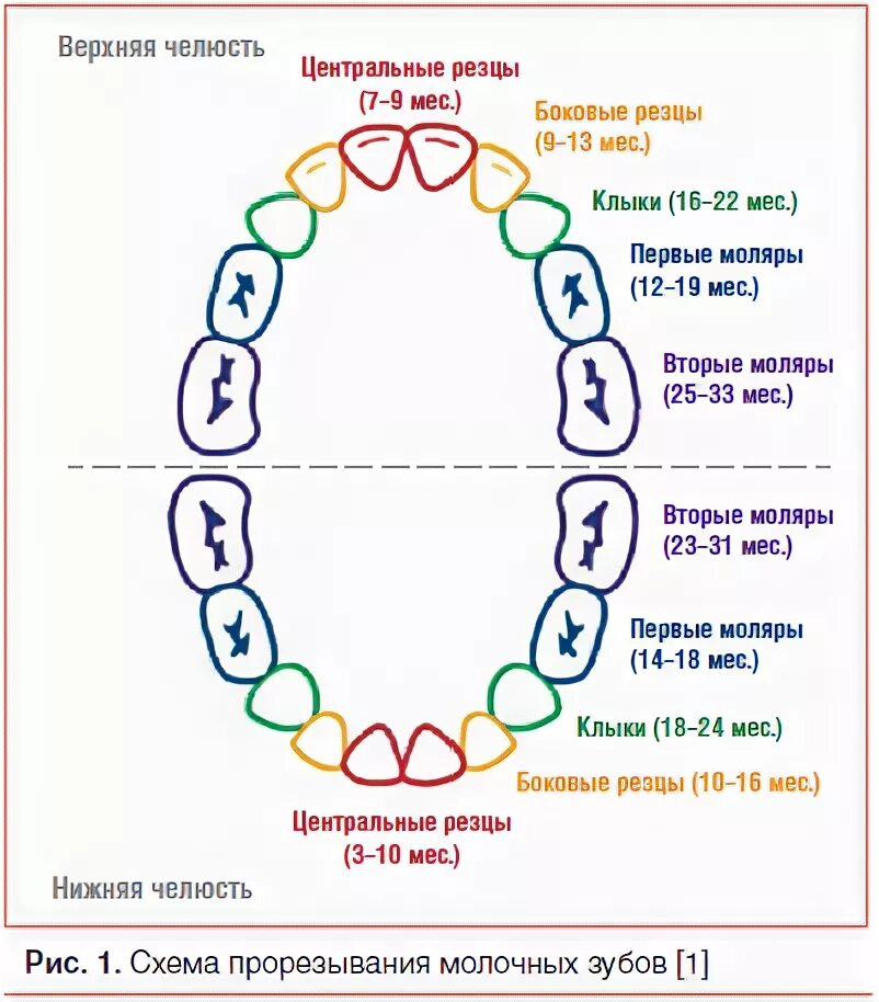 Расположение молочных зубов у детей схема Синдром прорезывания зубов у младенцев: новый взгляд на старую проблему Заплатни