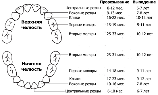 Расположение молочных зубов у детей схема Детская стоматология на Медведково и Бабушкинской в Москве, Изумруд Дент