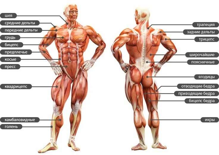 Расположение мышц на спине человека схема Упражнения для всех мышц Анатомия, Мышцы, Фитнес