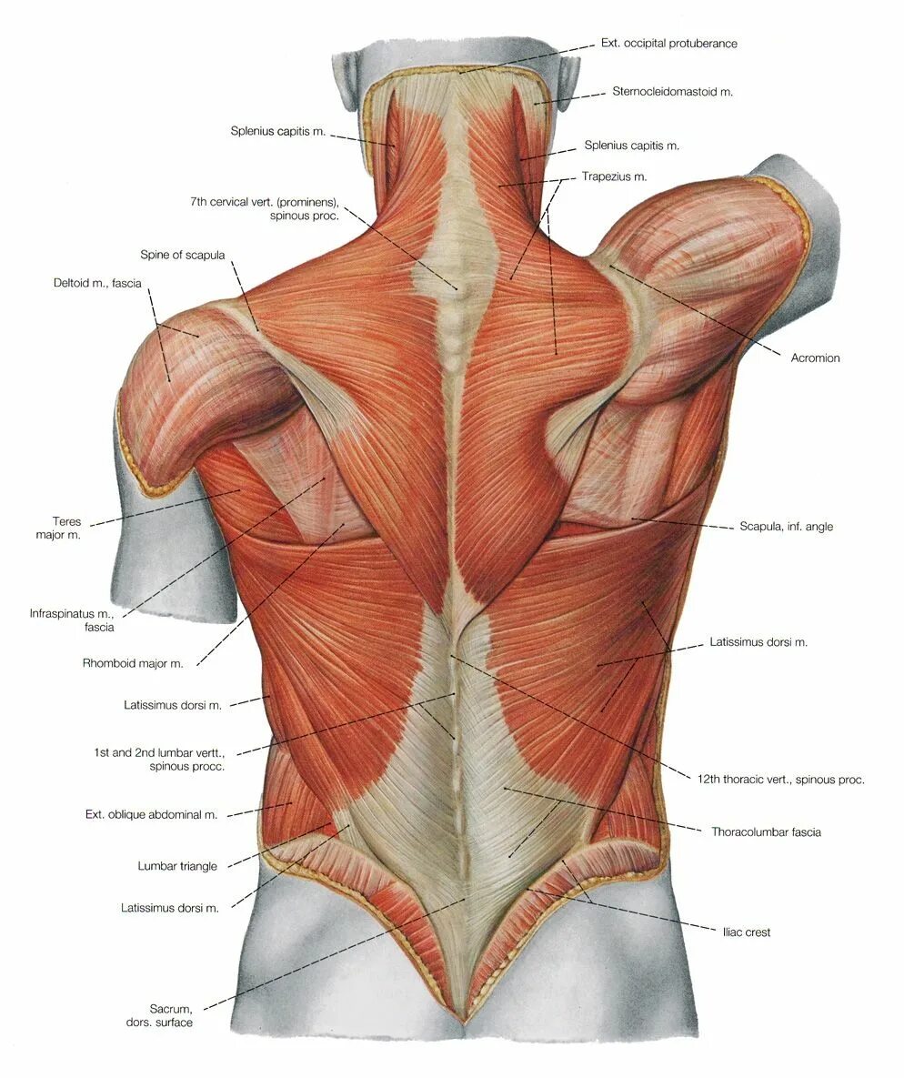 Расположение мышц на спине человека схема 10 najlepszych pomysłów i inspiracji z kategorii lower back