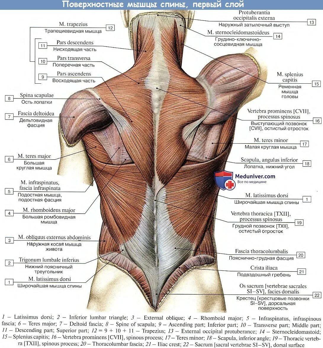Расположение мышц на спине человека схема Анатомия : Поверхностные мышцы спины