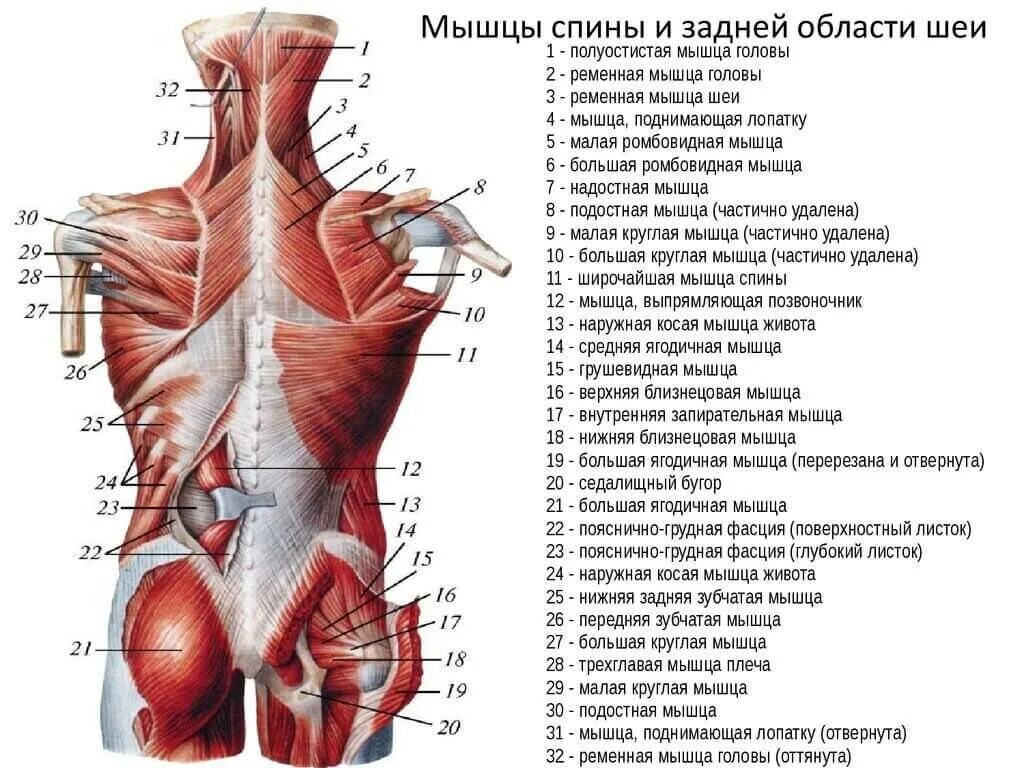 Расположение мышц на спине человека схема Упражнения для накачки спины в домашних условиях - Фитлэнд Спорт