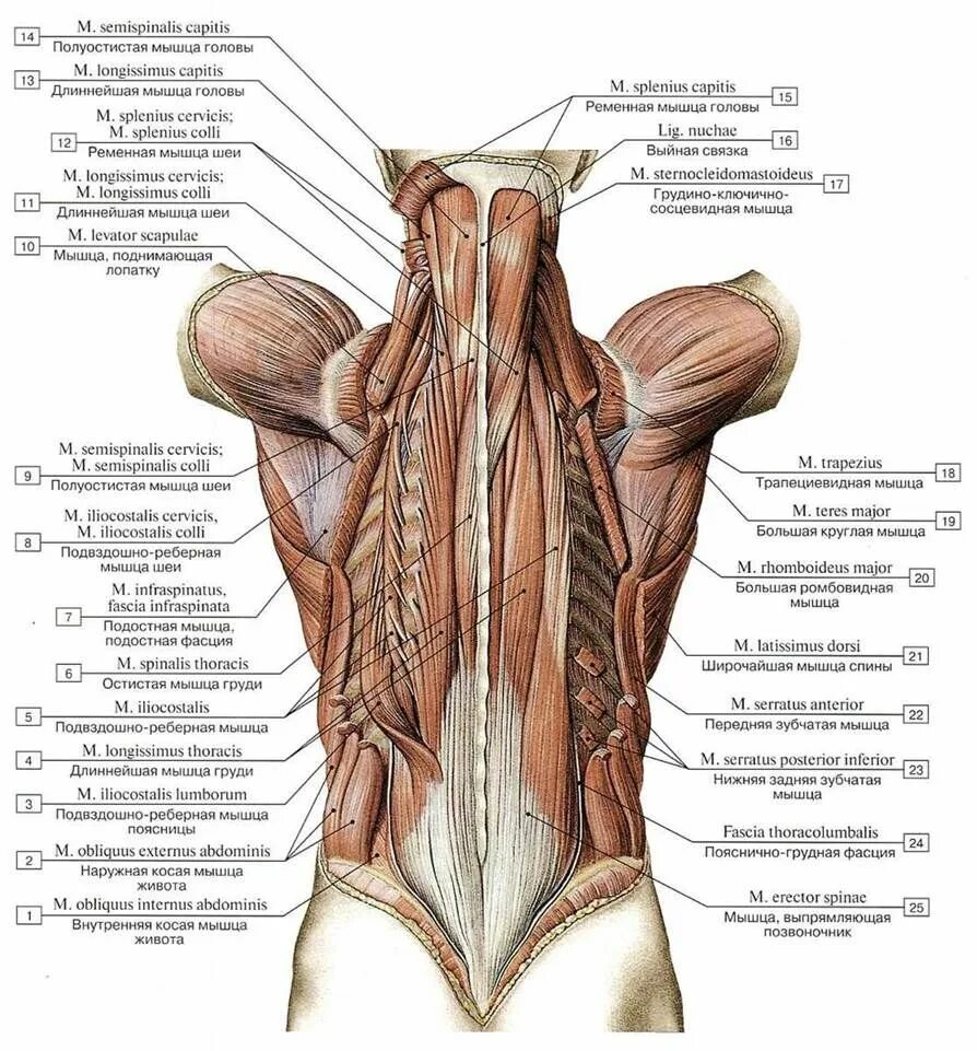 Расположение мышц на спине человека схема МЫШЦЫ И ФАСЦИИ СПИНЫ - Мышечная система - АТЛАС АНАТОМИИ ЧЕЛОВЕКА - Г.Л. Билич 2