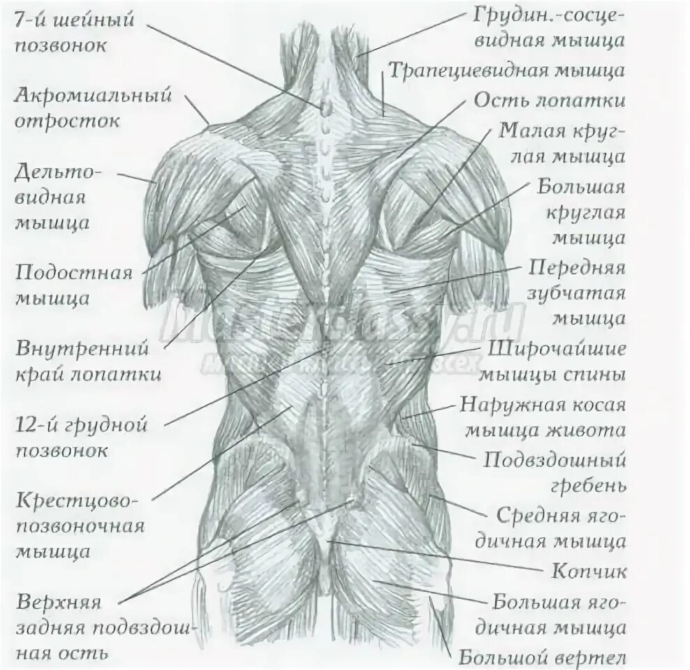 Расположение мышц на спине человека схема Схема мышц спины человека