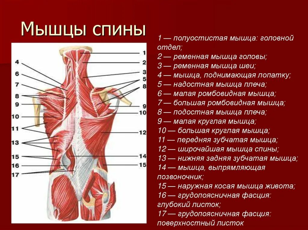 Расположение мышц на спине человека схема Анатомия мышц спины человека. Картинки с описанием