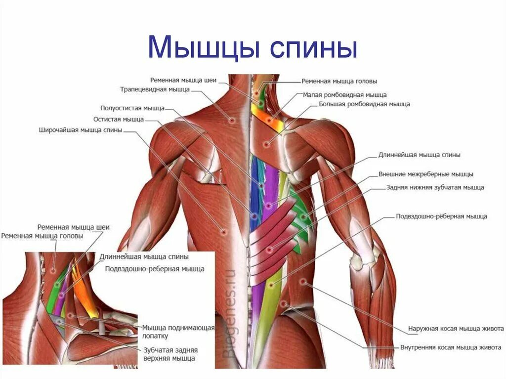 Расположение мышц на спине человека схема Главные домашние упражнения для развития мышц спины. health and beauty Дзен