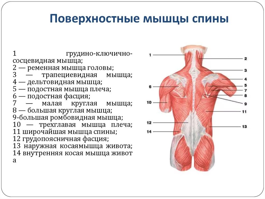 Расположение мышц на спине человека схема Какие мышцы относятся к мышцам спины