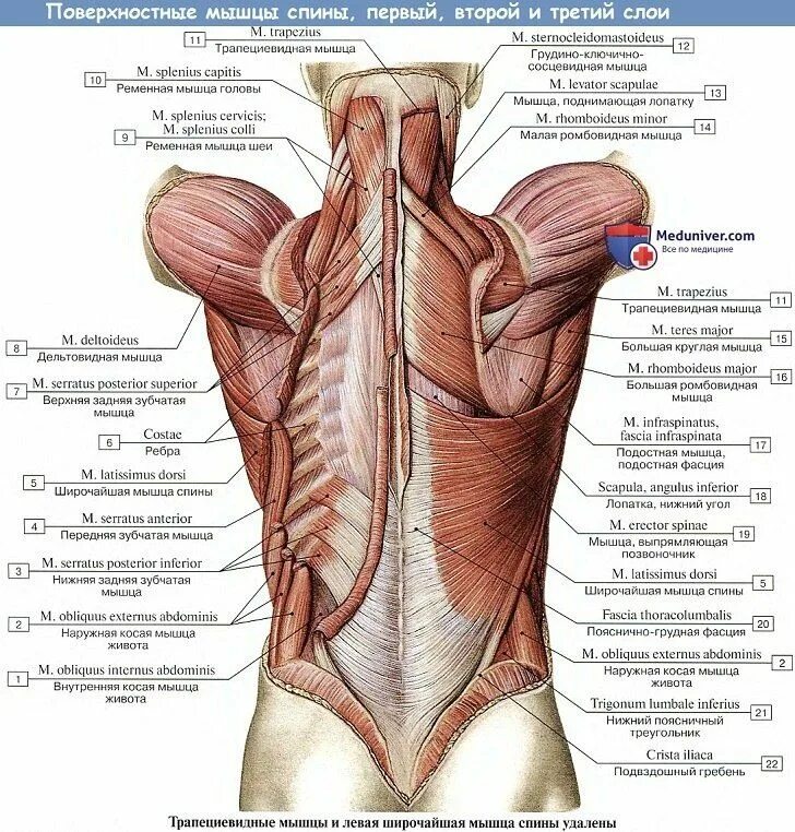 Расположение мышц на спине человека схема Анатомия : Поверхностные мышцы спины Infermieristica