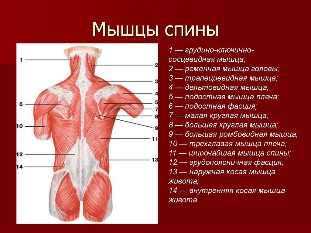 Расположение мышц на спине человека схема Какие мышцы относятся к мышцам спины