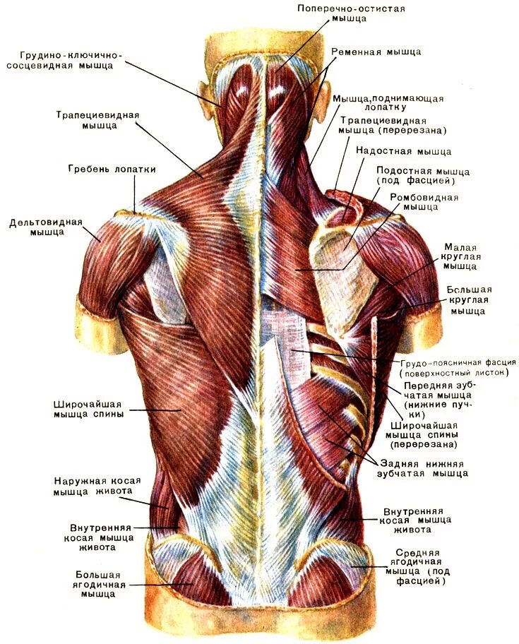 Расположение мышц на спине человека схема Поверхностные мышцы спины: слева - первый слой; справа - второй слой 1979 Курепи