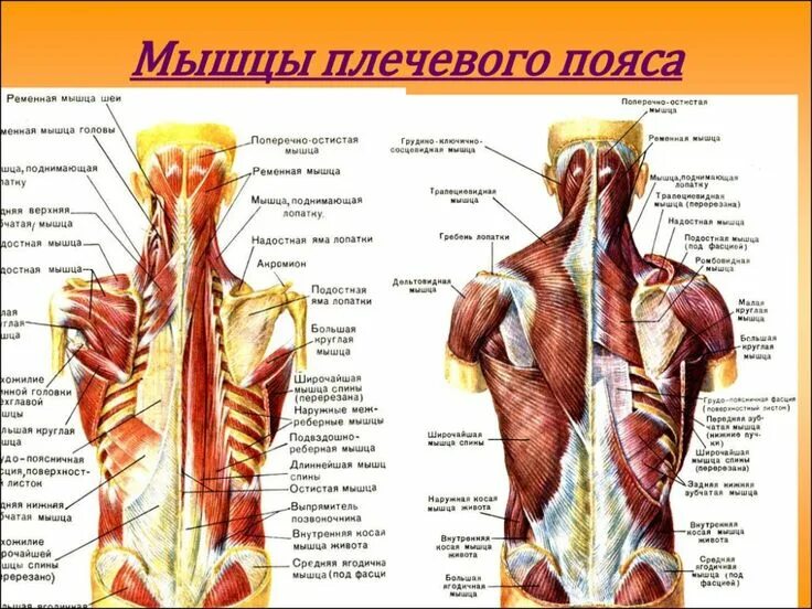 Расположение мышц на спине человека схема Мышцы плечевого пояса Мышцы плечевого пояса, Мышцы, Трехглавая мышца плеча