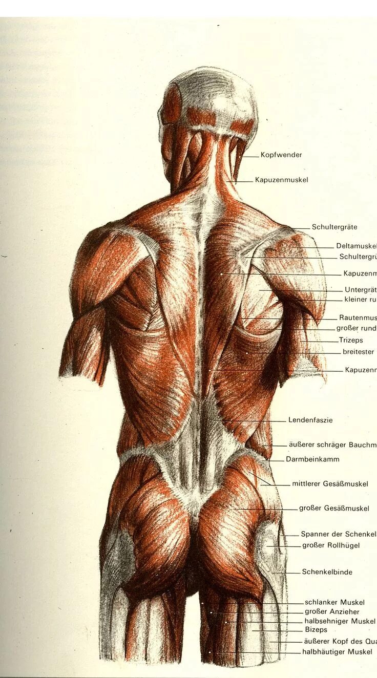 Расположение мышц на спине человека схема Arte de anatomía humana, Arte de anatomía, Referencia de anatomía