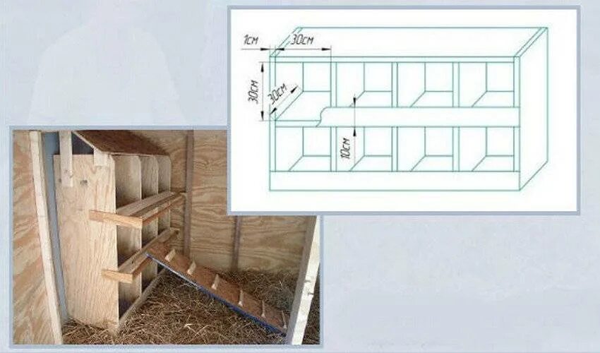 Расположение насестов и гнезд в курятнике схема Гнезда в курятнике (20 фото): размеры. Как своими руками правильно сделать курин