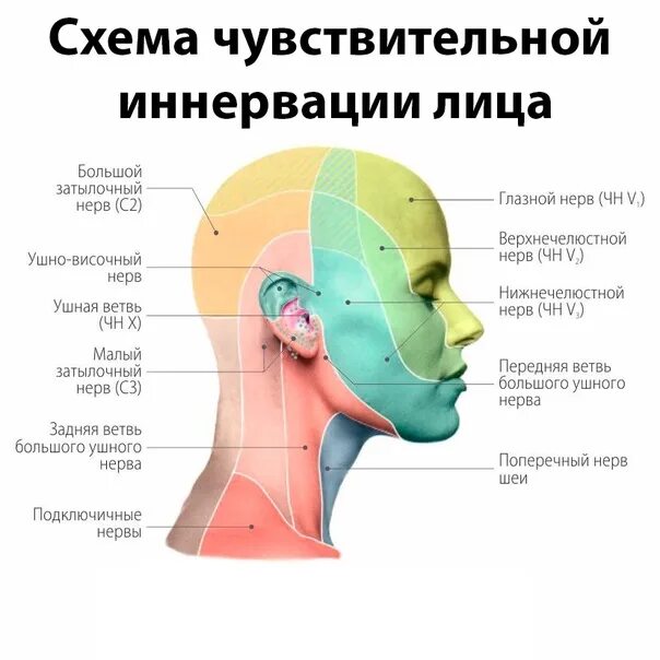 Расположение нервов на лице человека схема SCHEME OF SENSITIVE INNERVATION OF THE FACE A feature of the innervation of the 