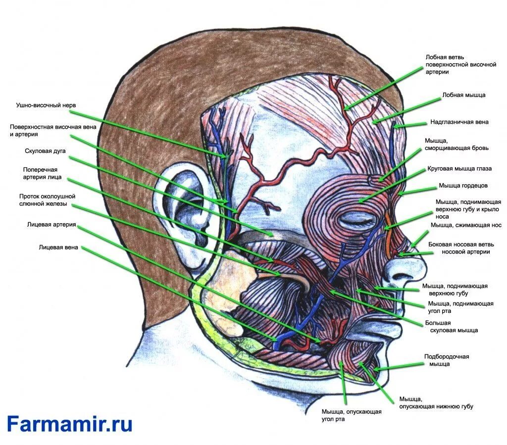 Расположение нервов на лице человека схема Ботокс для лица механизм действия последствия эффективность Медпортал Фармамир