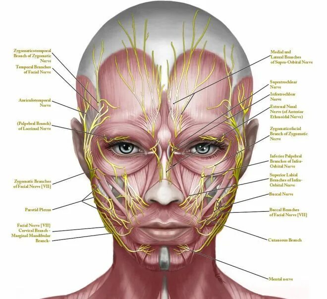 Расположение нервов на лице человека схема красота Лицо, Анатомия, Нервная система
