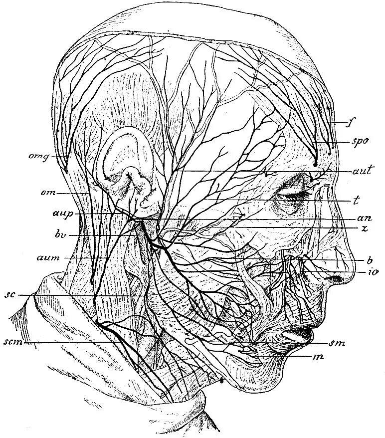 Расположение нервов на лице человека схема Головные нервы 1938 Зернов Д. - Руководство по описательной анатомии человека. Т