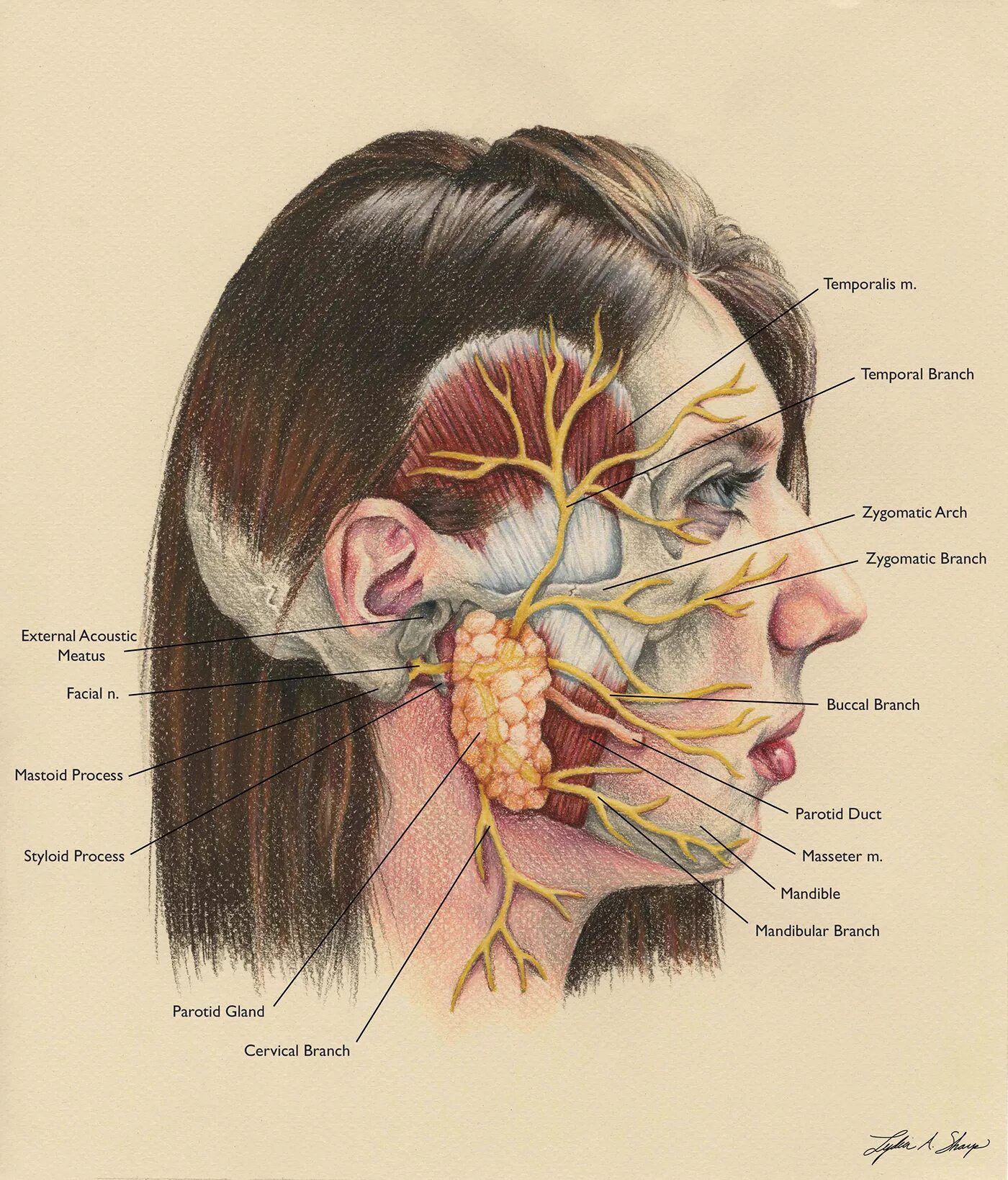 Расположение нервов на лице человека схема Facial Nerve Branches :: Behance