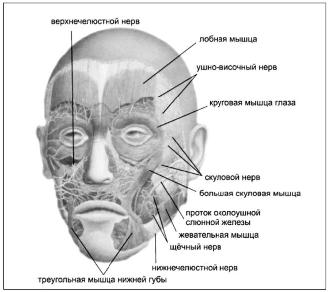 Расположение нервов на лице человека схема Нервы на лице - найдено 90 картинок