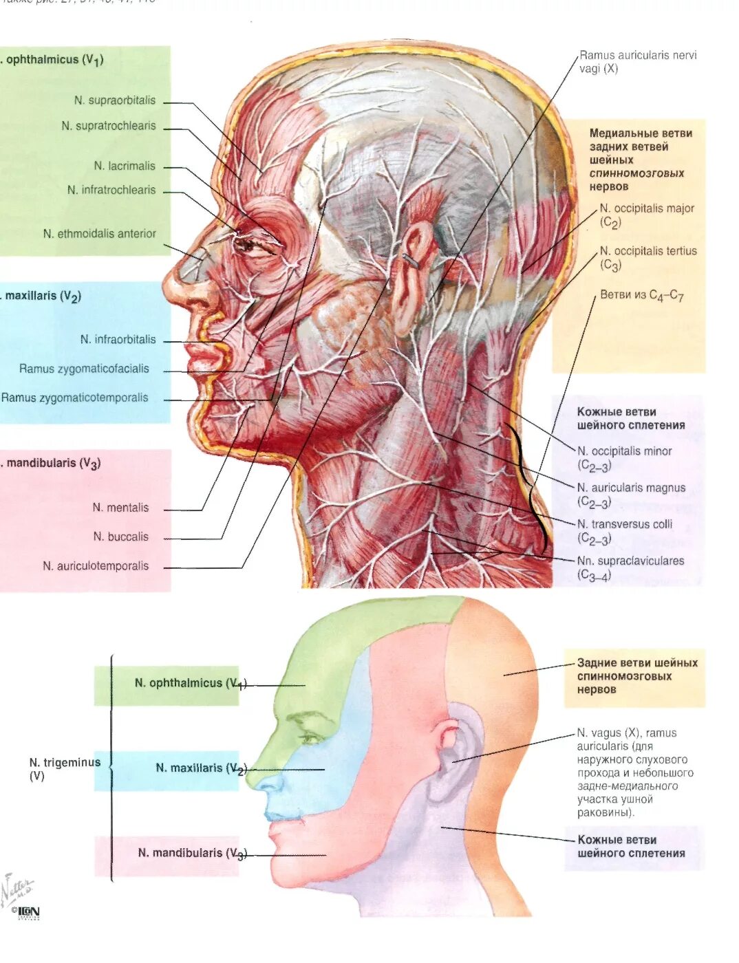 Расположение нервов на лице человека схема Атлас Неттера - Поверхность лица - Анатомия человека Физиология человека