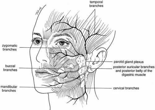 Расположение нервов на лице человека схема The facial nerve provides motor innervation to the muscles of facial expression.