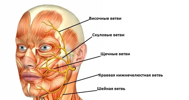 Расположение нервов на лице человека схема Topographic anatomy of injection cosmetology: important aspects - Estet-Portal