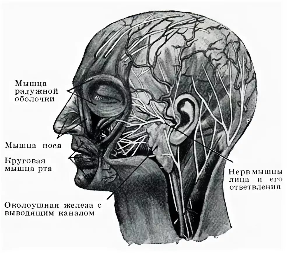 Расположение нервов на лице человека схема А.Основы анатомии и физиологии 1957 Гуске Ф. - Парикмахерское искусство