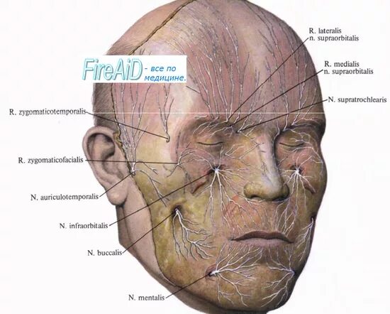 Расположение нервов на лице человека схема Причины нарушения чувствительности лица. Нейроанатомия тройничного нерва.